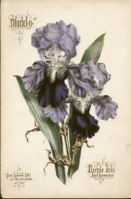Iris Germanica