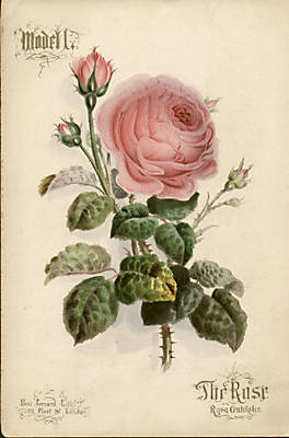 Rosa Crutifolia