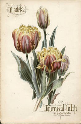 Tulipa Oxulis Solis