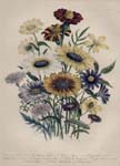 Loudon flowers