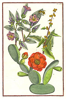 Flowering Cactus, Plate 62 