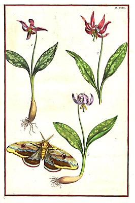 Erythronium (Dog Tooth Violet), Plate 40