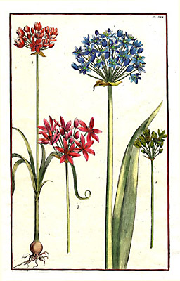 Pink and Blue Lilies, Plate 30