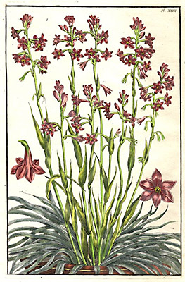 Purple flowering potted plant, Plate 23
