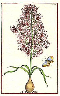 Purple flowering bulbous plant, Plate 25