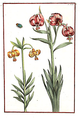 Tiger Lilies, Plate 34