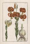 Rabel Botanical Prints