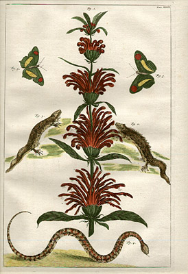 Botanicals, Reptiles and Insects, Tab. XIIII