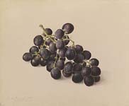 Andrea Segato, Study of Grapes