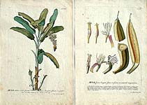 Banana Tree Prints from Plantae Selectae [Selected Plants]