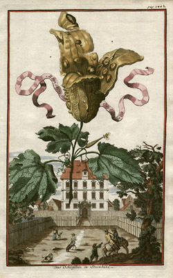 Momordica Ceylandica