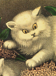 detail of cat