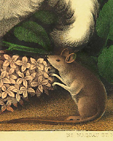 detail of mouse