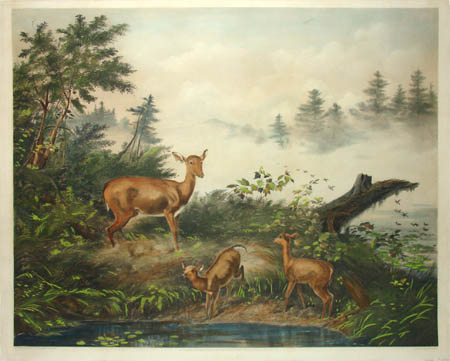 Home of the Deer - Morning in the Adirondacks