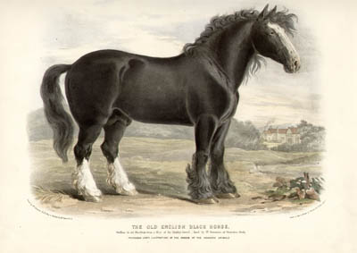 Low's Horses