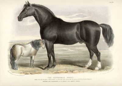 Low's Horses