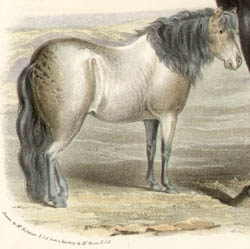 Low's Horses