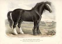 The Old English Black Horse, Plate V