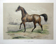 Nina English Mare