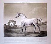 Mambrino: Un Vainqueur n&eacute; en 1768