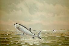 Tarpon Fishing or Catching a Tarpon