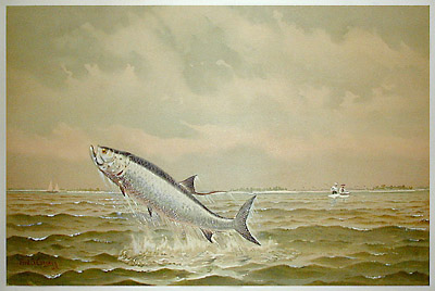 Tarpon Fishing or Catching a Tarpon