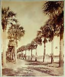 The Great Palmetto Avenue - Fort George Island, Florida