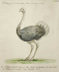 Manetti Ostrich