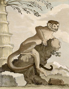 Unadorned print of Le Saimiri