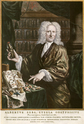 Albertus Seba, Etzela Oostfrisius