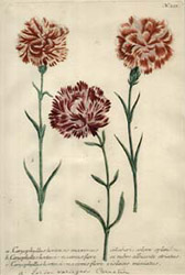 Weinmann carnations