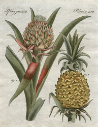 Bertuch pineapple print