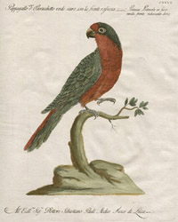 Manetti parrot print