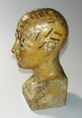 Vago Phrenology Bust Side