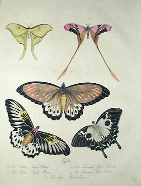 Brodtman Butterflies