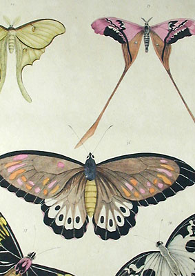 Detail of Brodtman Butterflies