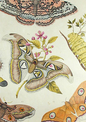 Detail of Brodtman Moths