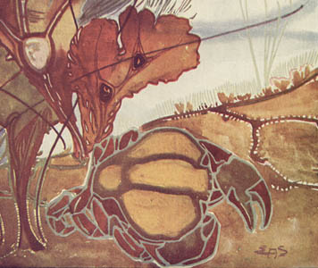 Les Algues, Plate 32