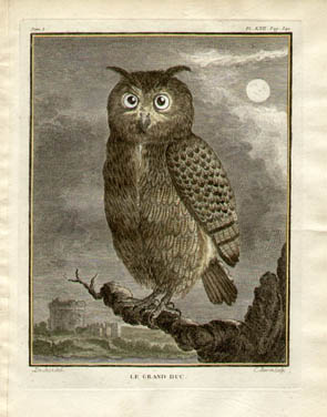 Buffon Owl