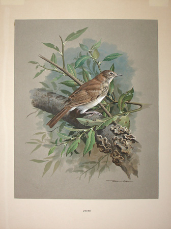 British Goldfinch and Wild Honeysuckle