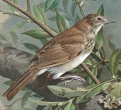 Detail of goldfinch