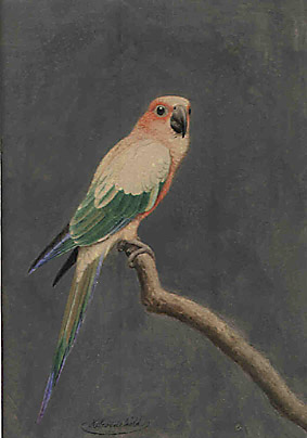 Parrot