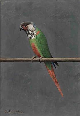 Parrot