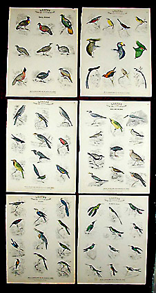 George Glazer Gallery - Antique Bird Prints - Leaves from The