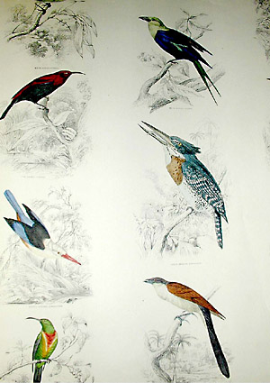 George Glazer Gallery - Antique Bird Prints - Leaves from The