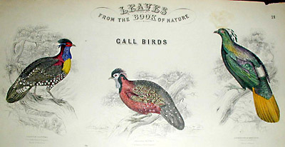 George Glazer Gallery - Antique Bird Prints - Leaves from The