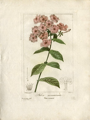 Botanical Prints