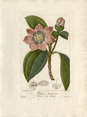 Botanical Prints