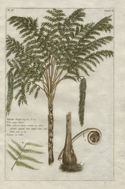 Buchoz palm tree