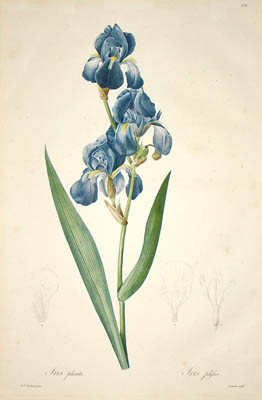 Redoute Iris